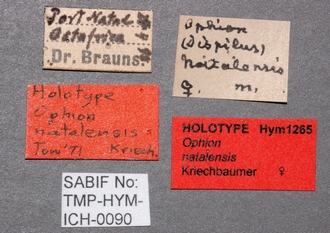 Ophion_natalensis_labels
