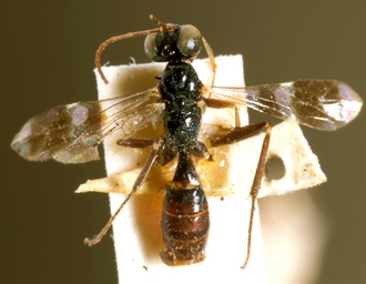 Paraphylax_annulipes