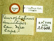 Paraphylax_annulipes_labels