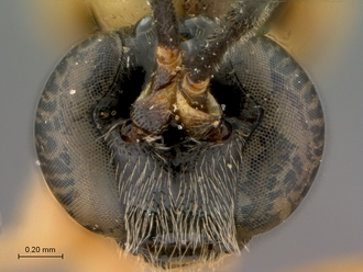 Itoplectis_suada_HT_male_head_frontal