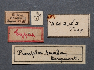 Itoplectis_suada_HT_male_labels