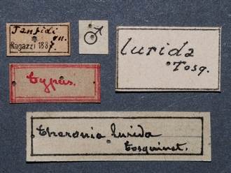 Theronia_lurida_HT_male_labels