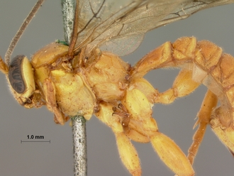 Xanthopimpla_appendiculata_lateral_HOLOTYPE