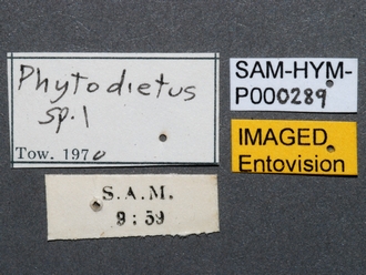 Phytodietus_sp_SAM-HYM-P000289_labels_1