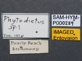 Phytodietus_sp_SAM-HYM-P000289_labels_2