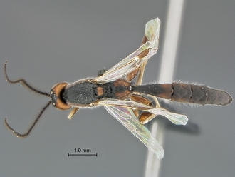 Xorides species WaspWeb