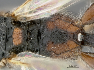 Xorides species WaspWeb