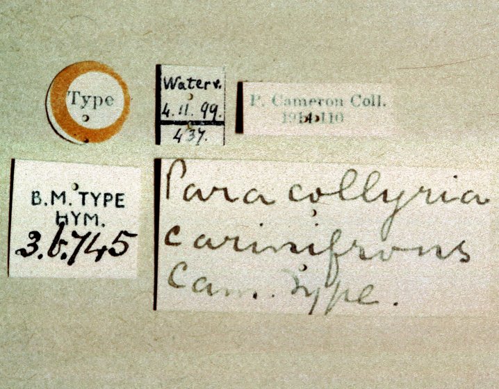 Paracollyria_carinifrons_HOLOTYPE_labels