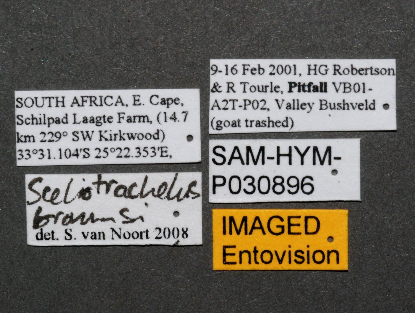 Sceliotrachelus_braunsi_female_SAM-HYM-P030897_labels