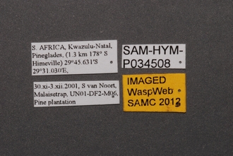 Calotelea_SAM-HYM-P034508_Labels