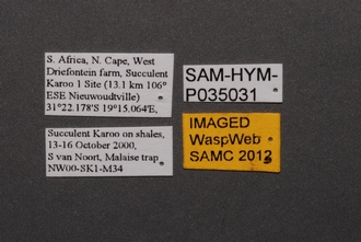 Calotelea_SAM-HYM-P035031_Labels