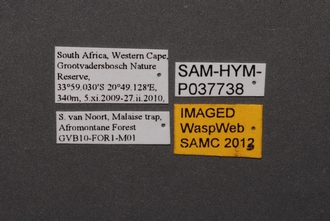 Ceratobaeus_SAM-HYM-P037738_Labels