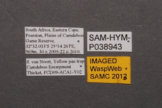 Ceratobaeus_SAM-HYM-P038943_Labels