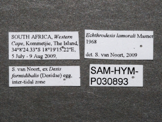 Echthrodesis_lamorali_female_SAM-HYM-P030893_labels