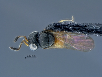 Gryon_SAM-HYM-P031132_habitus_dorsal