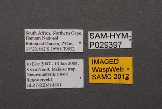 Idris_SAM-HYM-P029397_Labels
