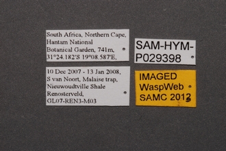 Idris_SAM-HYM-P029398_Labels