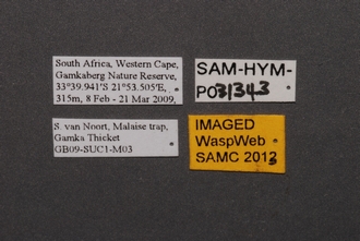 Idris_SAM-HYM-P031343_Labels