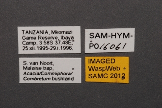 Macroteleia_SAM-HYM-P016061_Labels