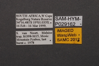 Macroteleia_SAM-HYM-P029162_Labels