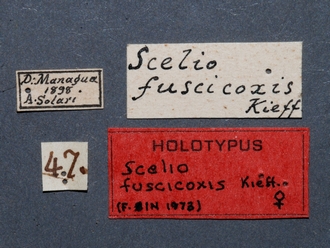 Scelio_fuscicoxis_HOLOTYPE_female_labels
