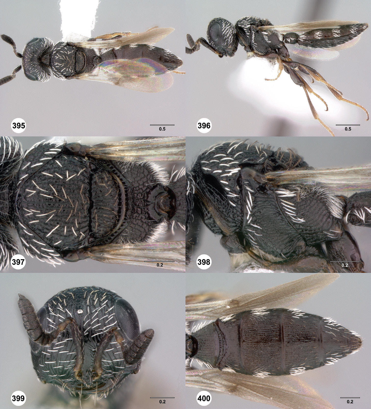 images/Scelio_striatus.jpg