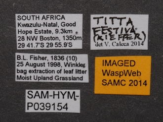 Titta_festiva_SAM-HYM-A0039154_labels