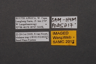 Triteleia_SAM-HYM-P025217_Labels