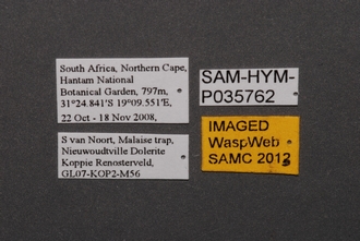 Triteleia_SAM-HYM-P035762_Labels