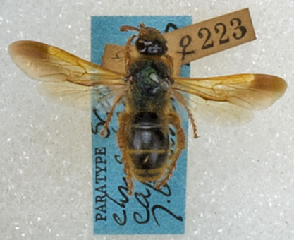 Scolia erythropyga - WaspWeb