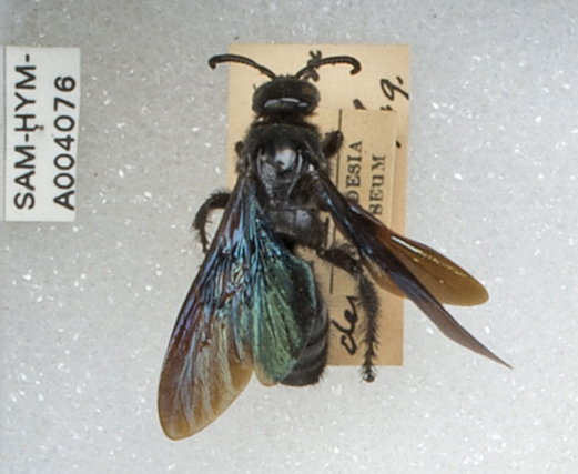 Scolia erythropyga - WaspWeb