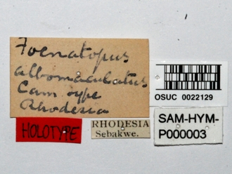Foenatopus_albomaculatus_SAM-HYM-P000003_labels