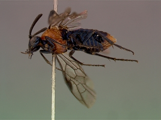 Arge capensis female lateral.jpg