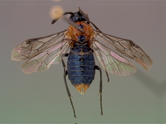 Arge capensis female dorsal