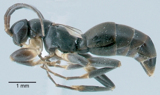 Olixon_toliaraensis_female_lateral