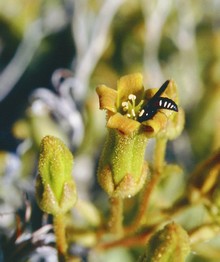 A pollen wasp Masarinia tylecodoni gess collecting nectar from Tylecodon halii, photo Sarah Gess