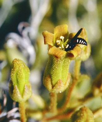 A pollen wasp Masarinia tylecodoni gess collecting nectar from Tylecodon halii, photo Sarah Gess