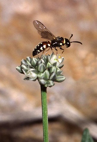 A pollen wasp Priscomasaris naminiensis on flower head of Limeum, photos Sarah Gess