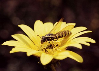 A pollen wasp Ceramius braunsi visiting flowers of Arctotis laevis, photo DW Gess