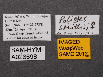 Polistes_smithii_SAM-HYM-A026698_labels