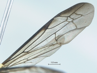 Ropalidia_guttatipennis_SAM-HYM-A026699_wings
