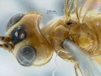 Heterischnus nsp head mesosoma dorsal