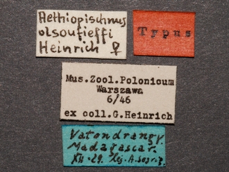 Heterischnus olsoufieffi labels