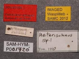 Heterischnus_mfongosi_SAM-HYM-P001720_labels