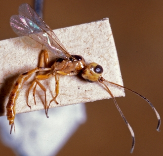 Lusius macilentus - WaspWeb