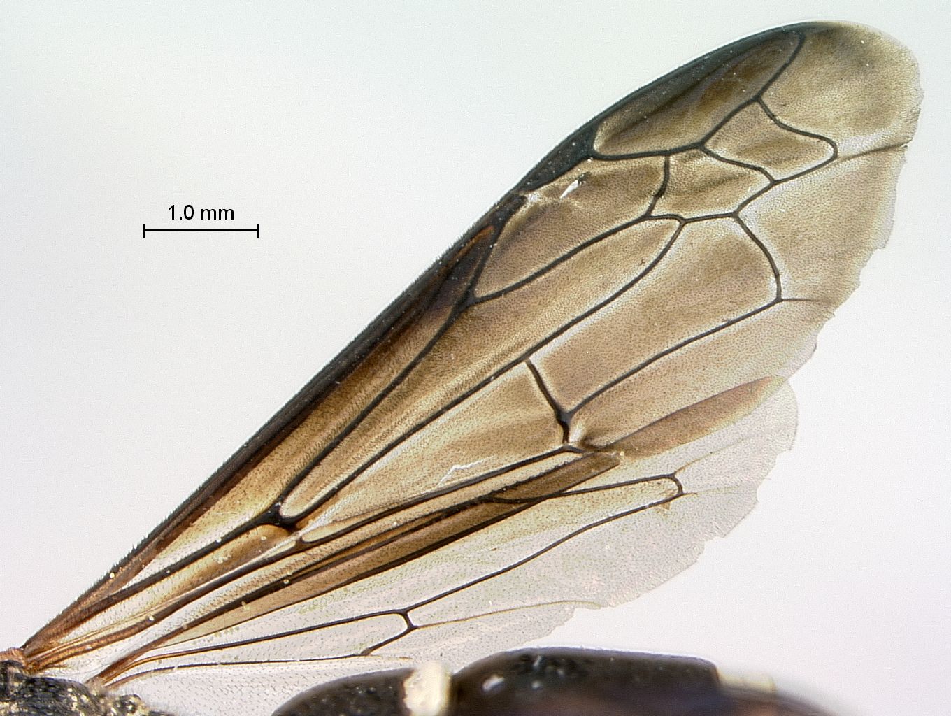 Allepipona_species_female_SAM-HYM-P043462_wings
