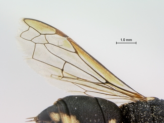 Knemodynerus_species_male_SAM-HYM-P043463_wings
