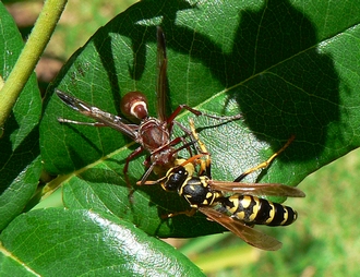 Polistes dominula & Polistes marginalis Karla Haupt