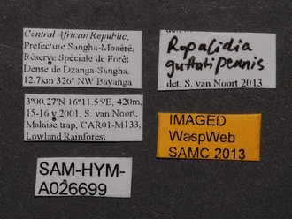 Ropalidia_guttatipennis_SAM-HYM-A026699_labels