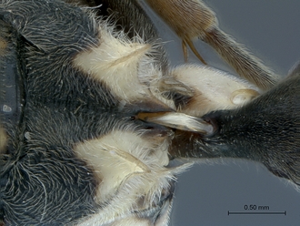 Ropalidia_guttatipennis_SAM-HYM-A026699_propodeum_petiole_dorsal